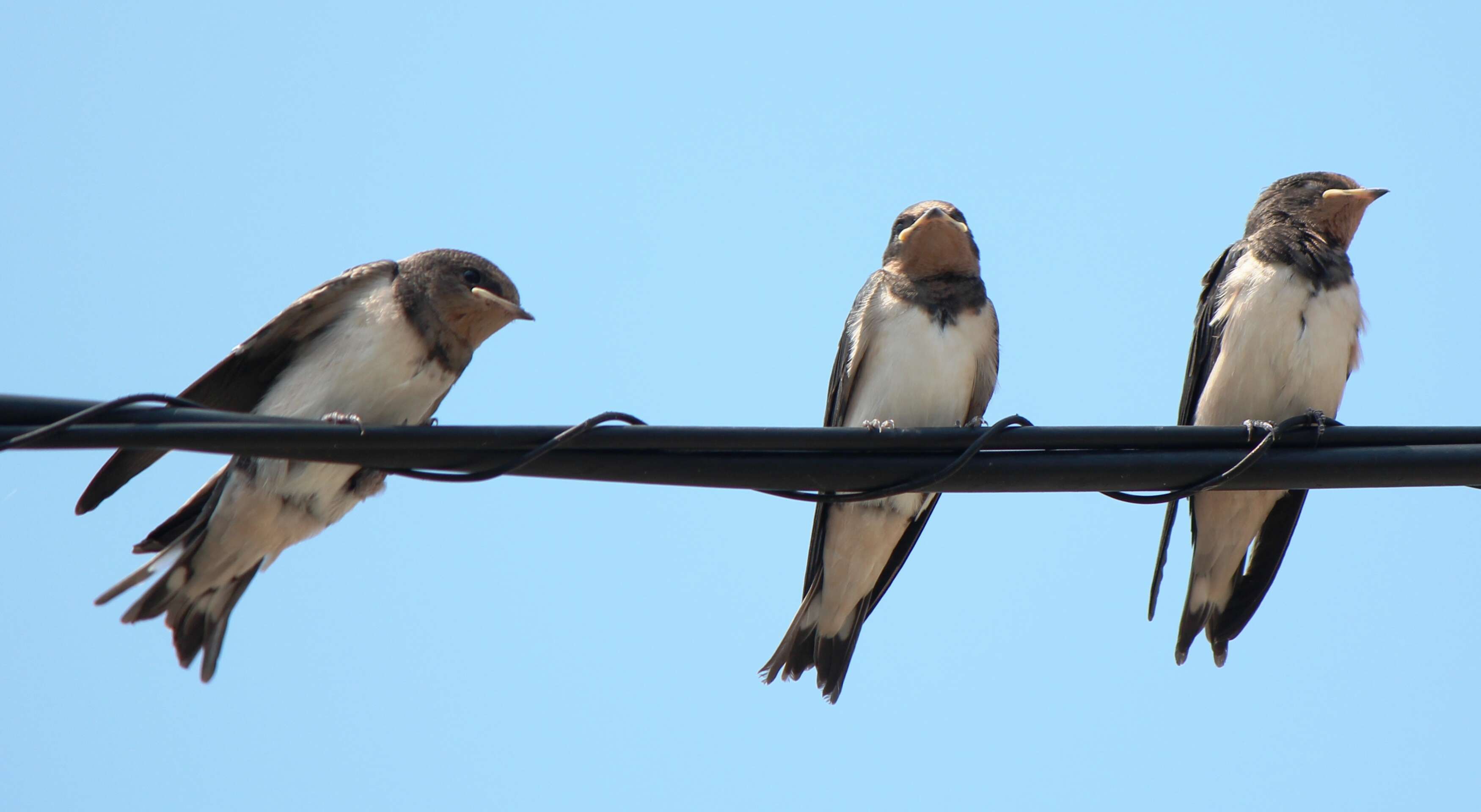 Image of Hirundo Linnaeus 1758