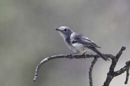 Image of Gray Vireo