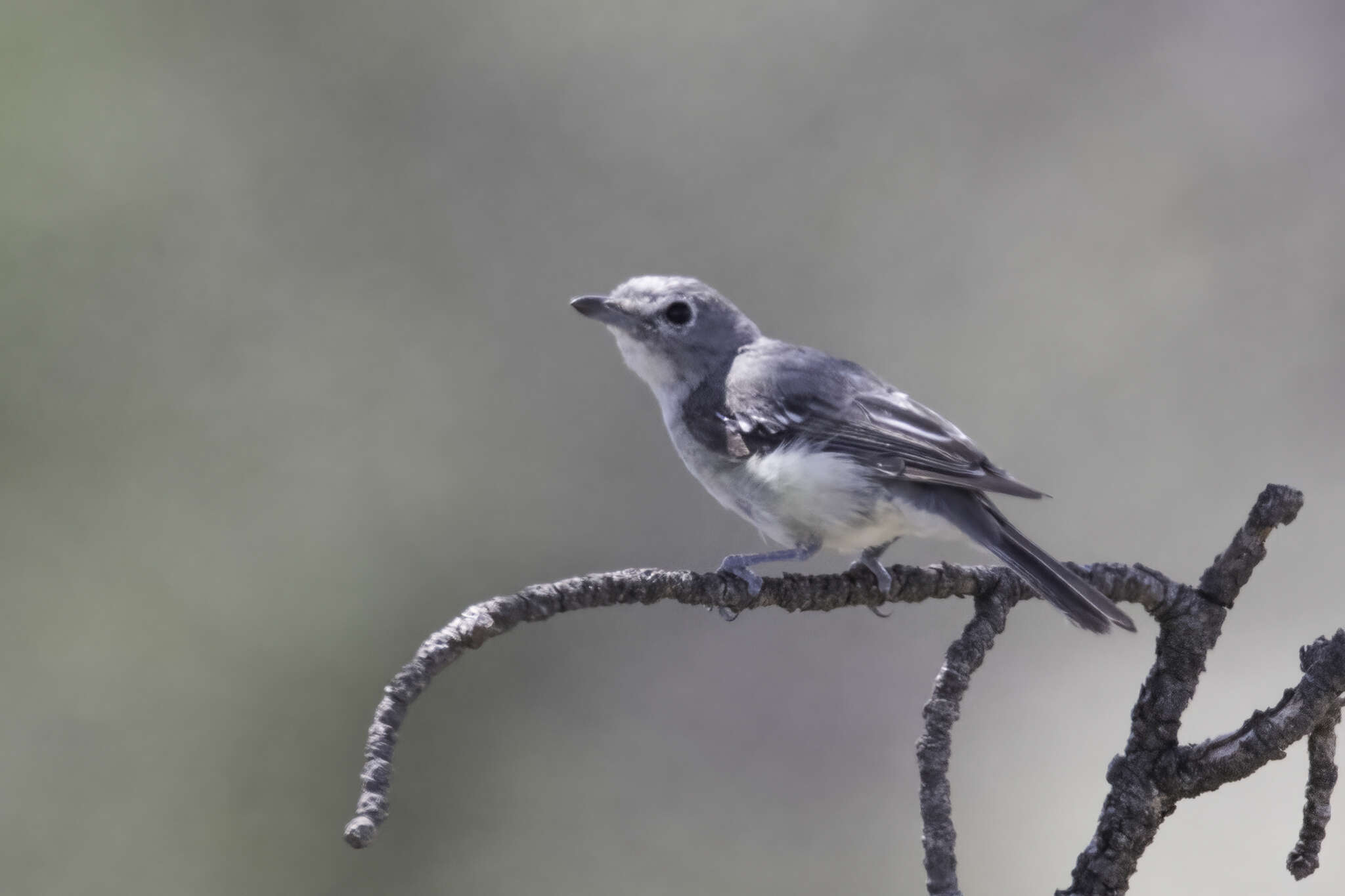 Слика од Vireo vicinior Coues 1866