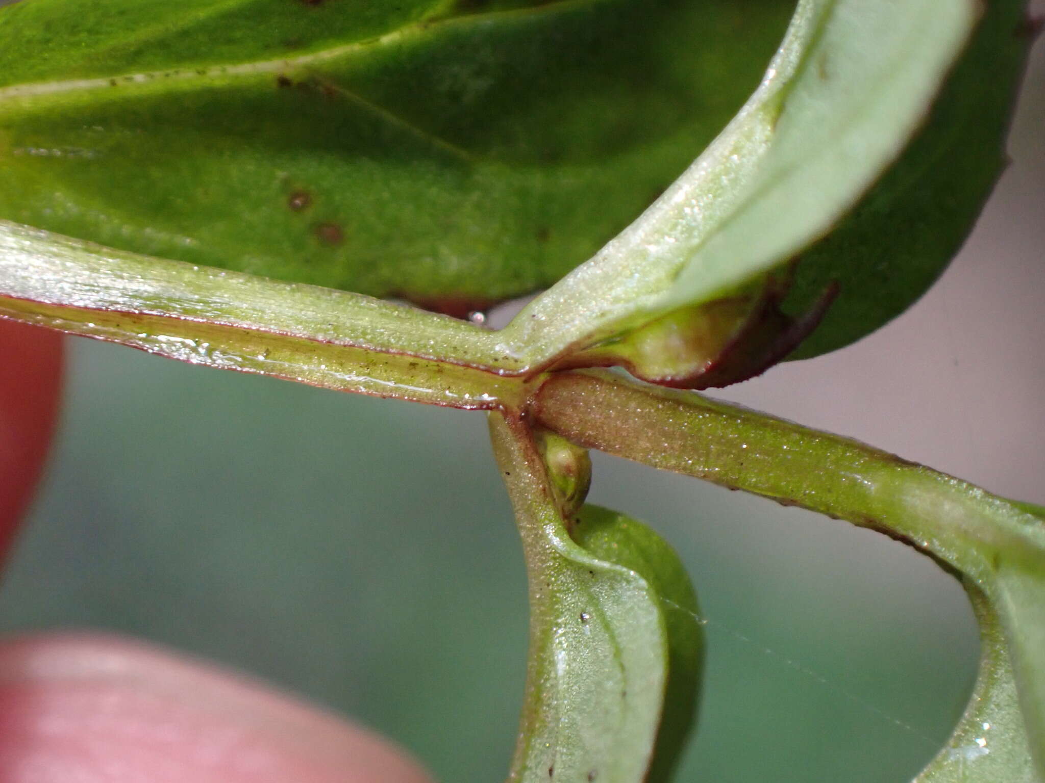 Image of Erythranthe nepalensis (Benth.) G. L. Nesom