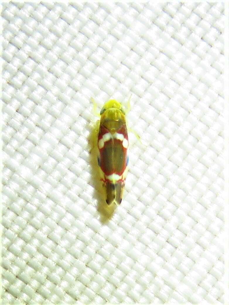 Image of Grapevine Leafhopper