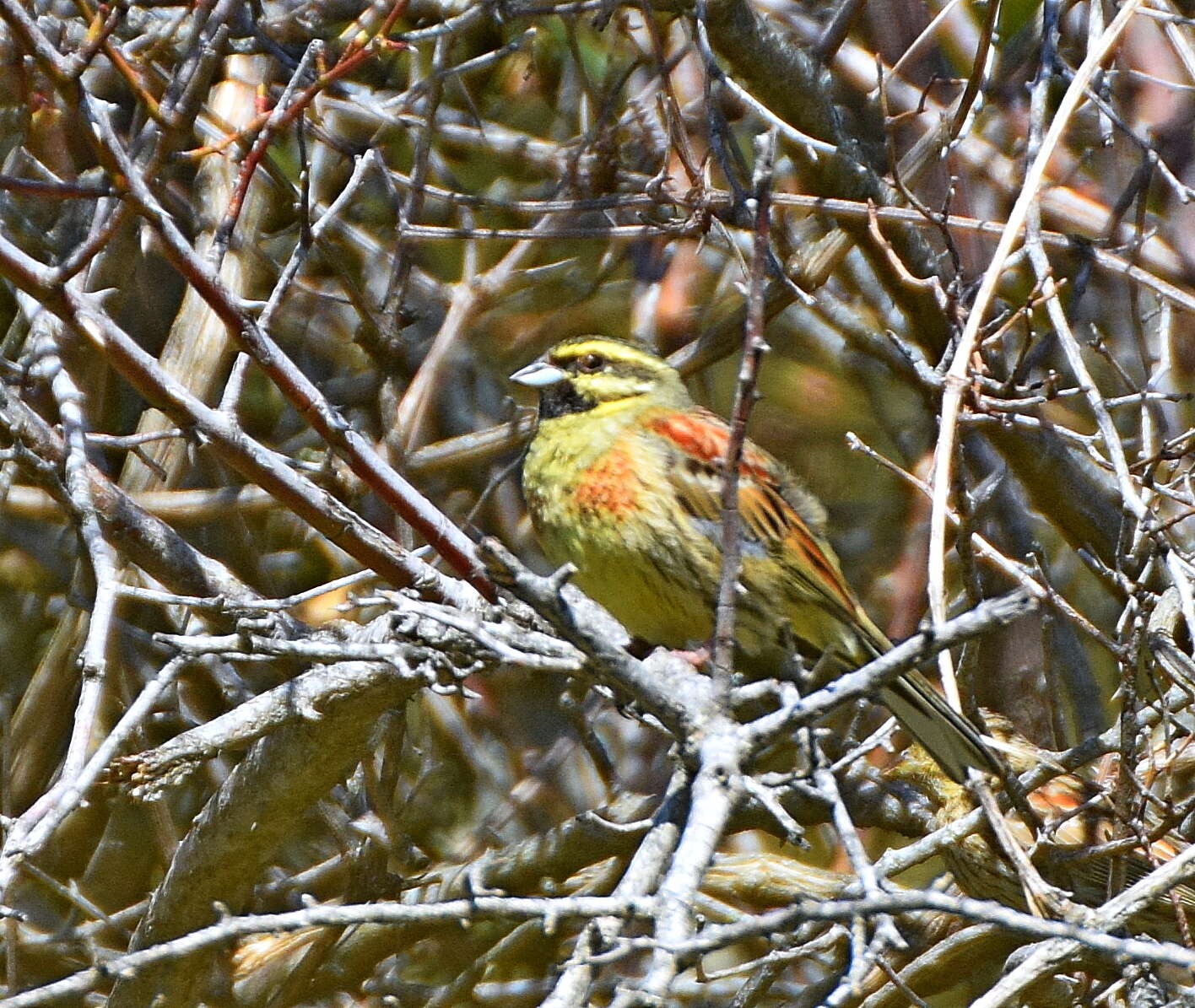 Image of Cirl Bunting