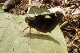 Image de Notocrypta feisthamelii alysos Moore 1865