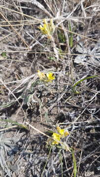 Image of Great Plains bladderpod