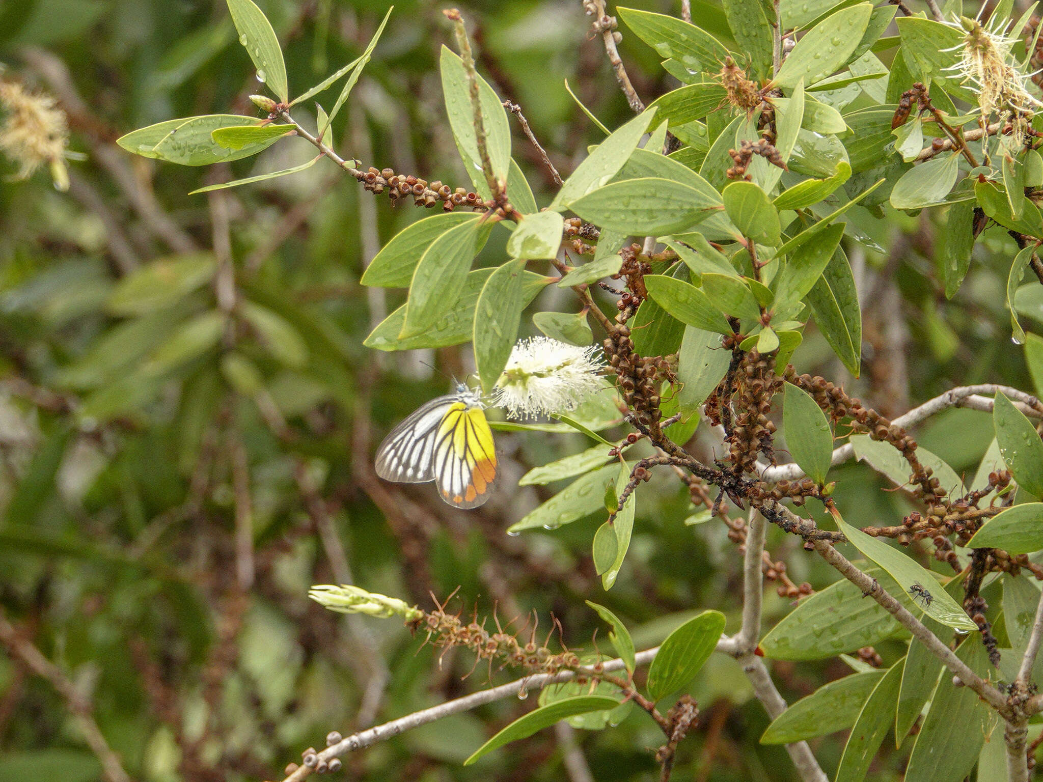 Delias hyparete (Linnaeus 1758) resmi