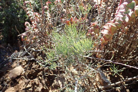 Image of Asparagus crassicladus Jessop