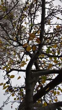 Plancia ëd Pyrus pyrifolia (Burm. fil.) Nakai