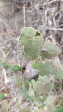 Image of Corynabutilon ceratocarpum (Hook. & Arn.) Kearney