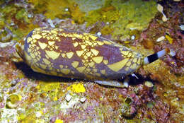 Image of gold leafed cone