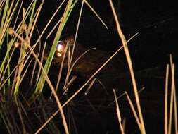 Image of Broad-snouted Caiman