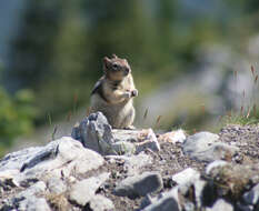 Callospermophilus Merriam 1897 resmi