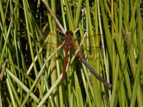 Image of Red-veined Meadowhawk