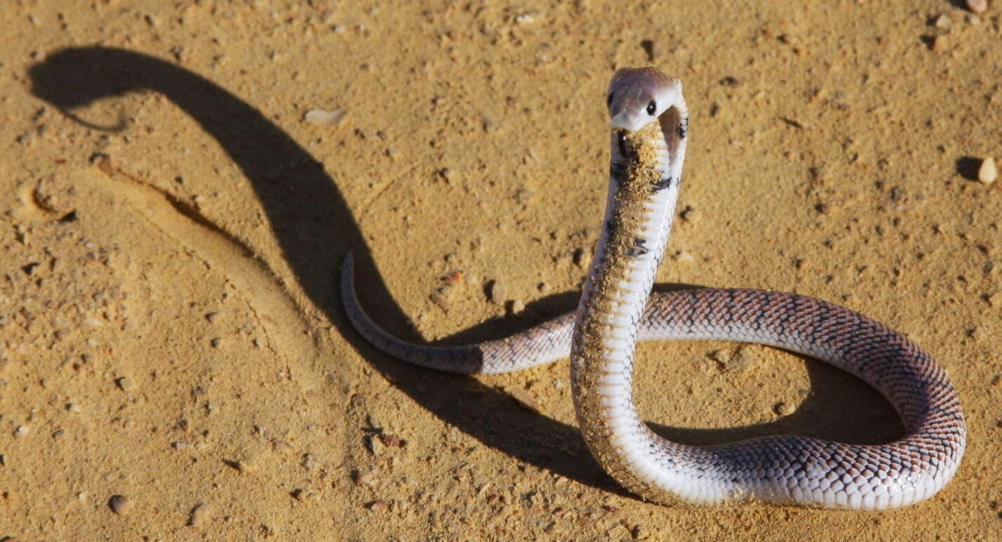 Image of Cape Coral Snake