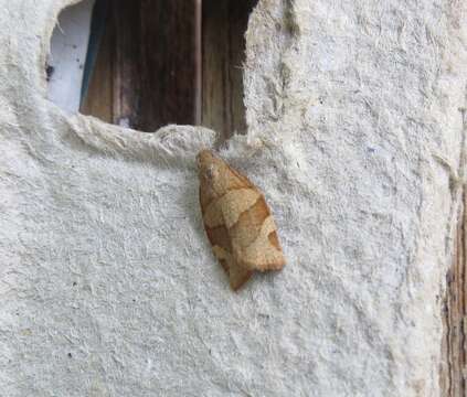 Image of barred fruit-tree tortrix