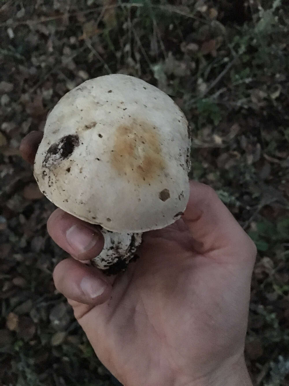 Sivun Boletus barrowsii Thiers & A. H. Sm. 1976 kuva