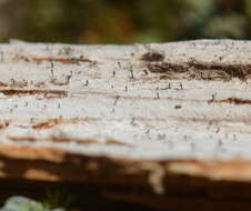 Image of Ahlner's microcalicium lichen