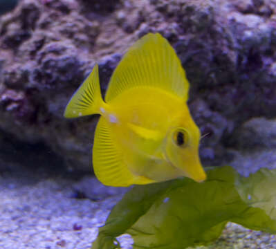 Image of Lemon Sailfin