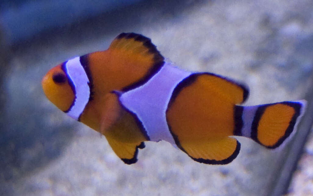 Image of Common clownfish