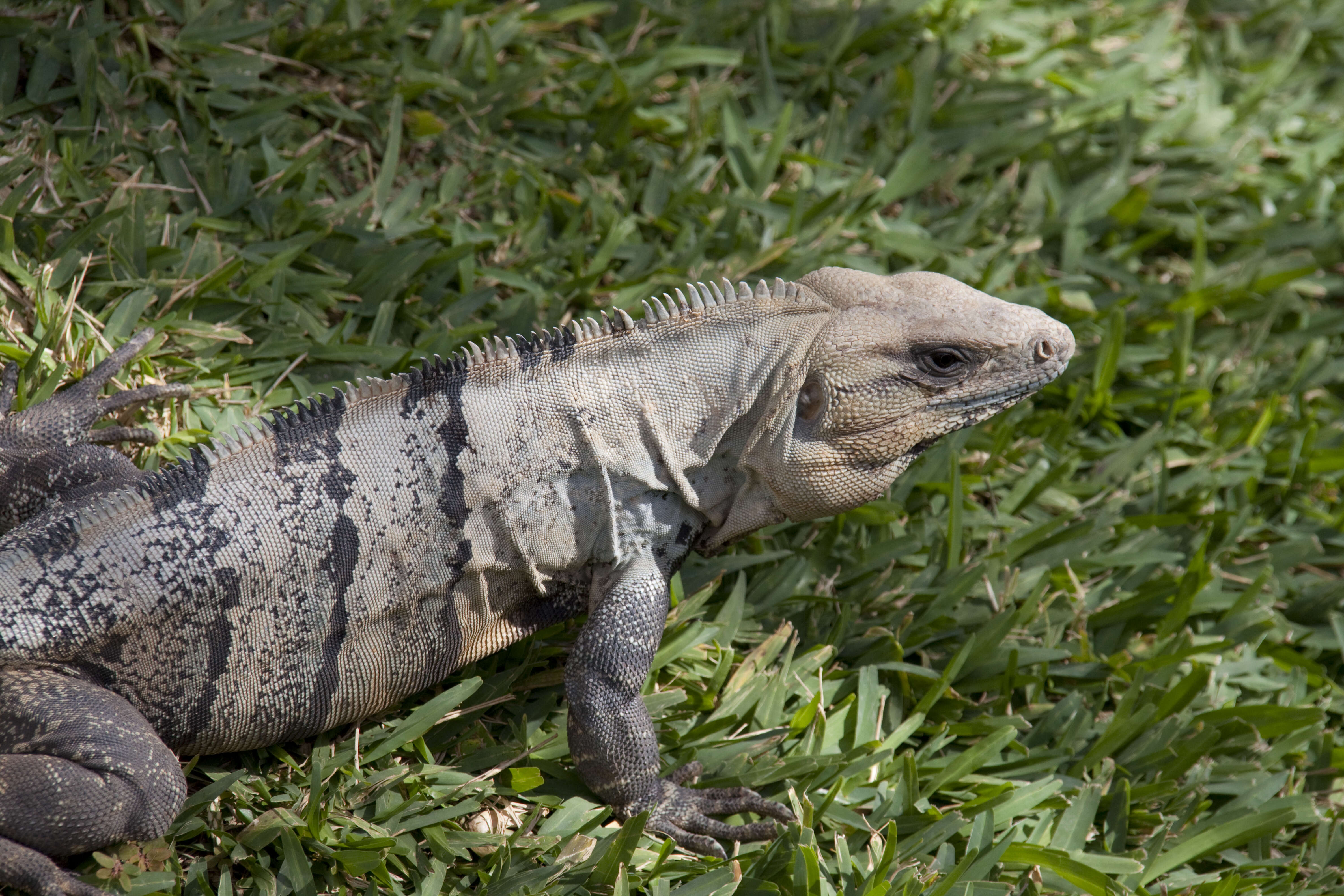 Image of Ctenosaura