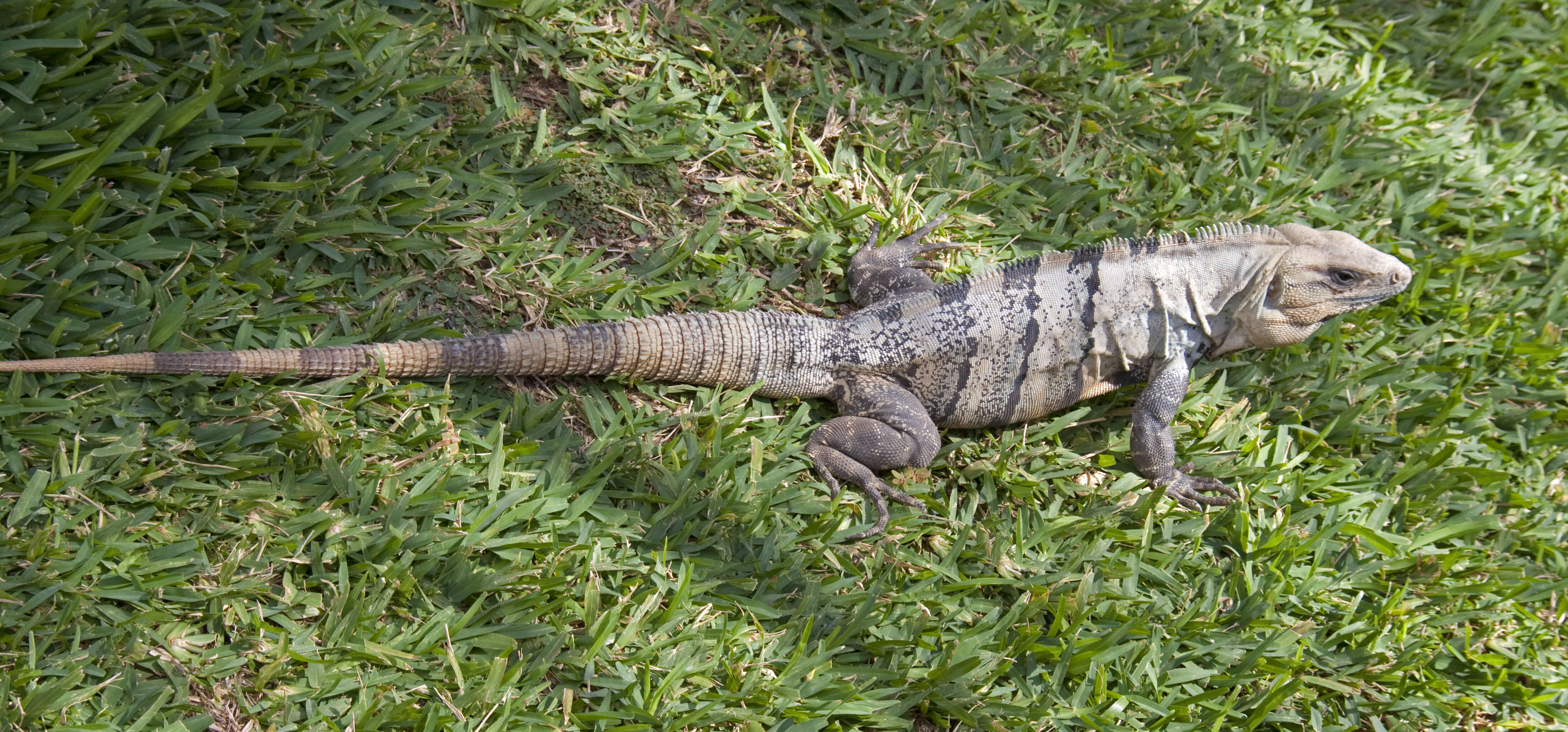 Image of Ctenosaura