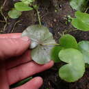 Image de Hydrocotyle leucocephala Cham. & Schltdl.