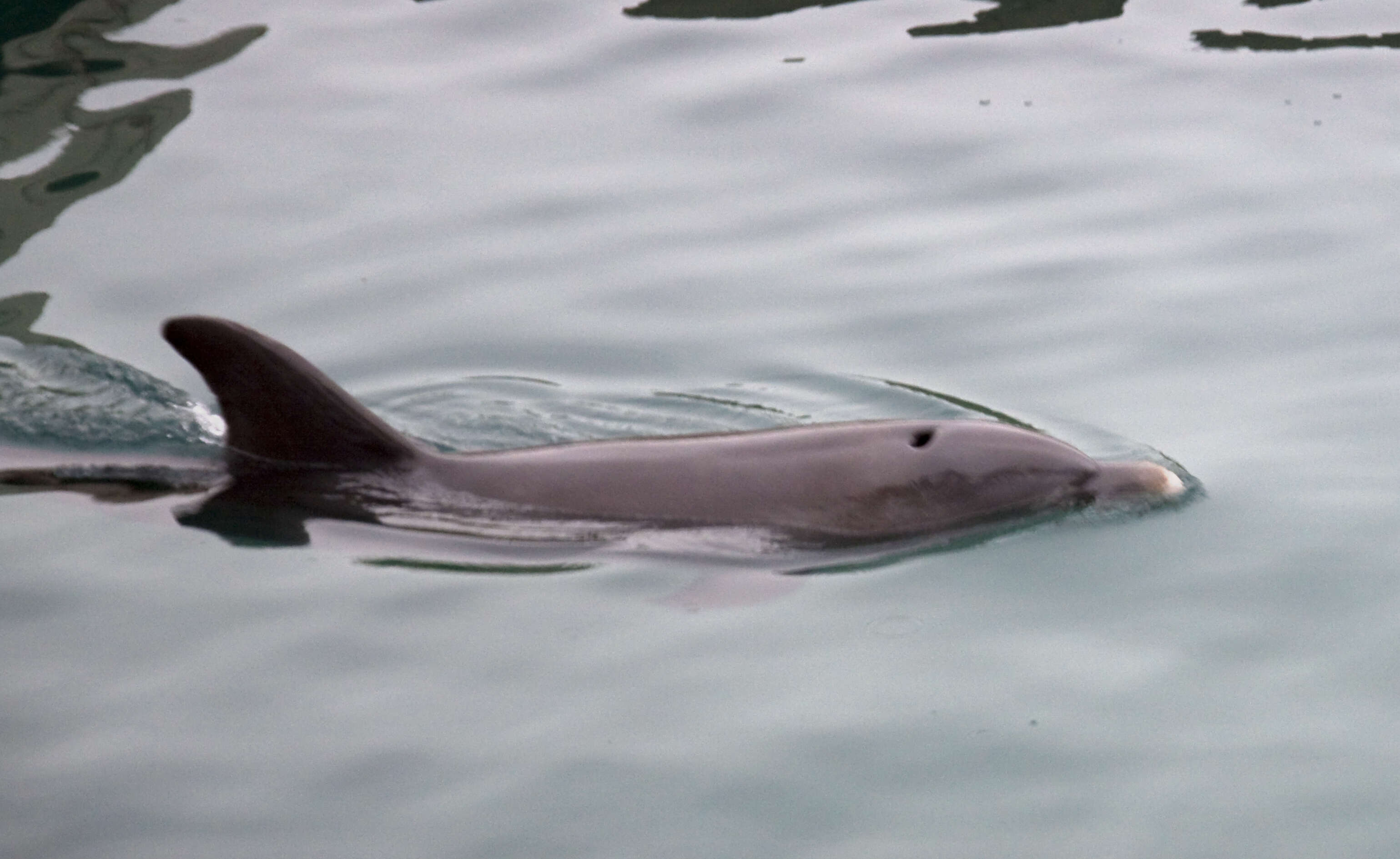 Imagem de Tursiops Gervais 1855