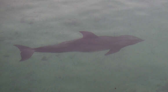 Image of Bottlenose Dolphin