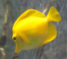 Image of Lemon Sailfin