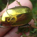 Image of Chrysina aurigans (Rothschild & Jordan 1894)