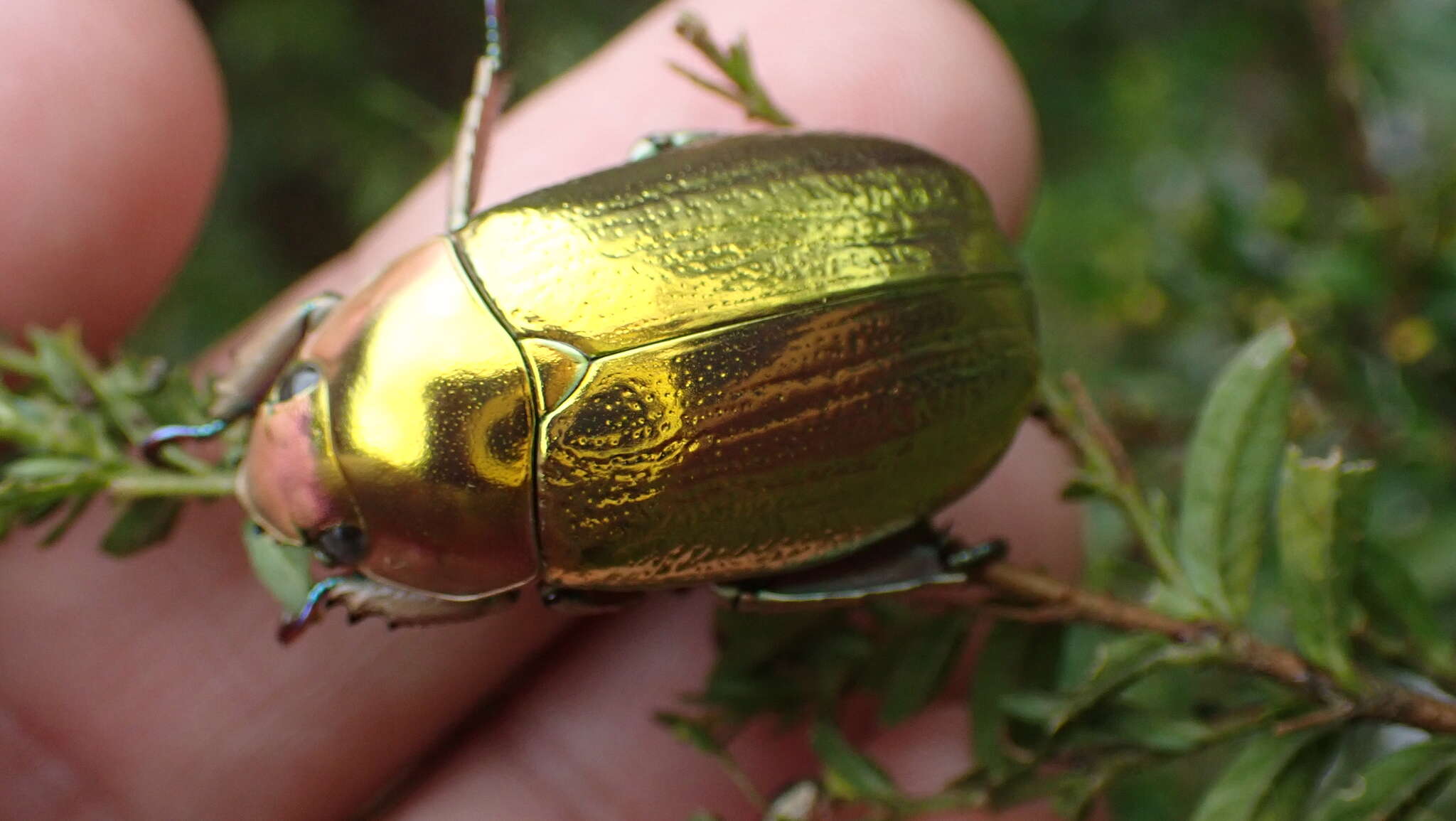 Image of Chrysina aurigans (Rothschild & Jordan 1894)