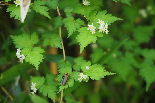 Neillia incisa (Thunb.) S. H. Oh的圖片