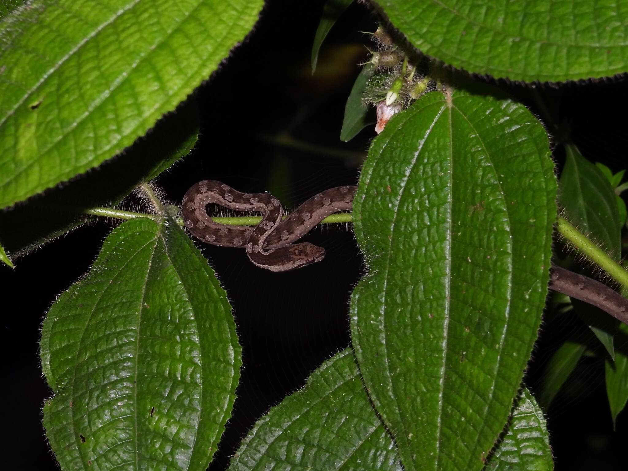 Image of Painted Mock Viper