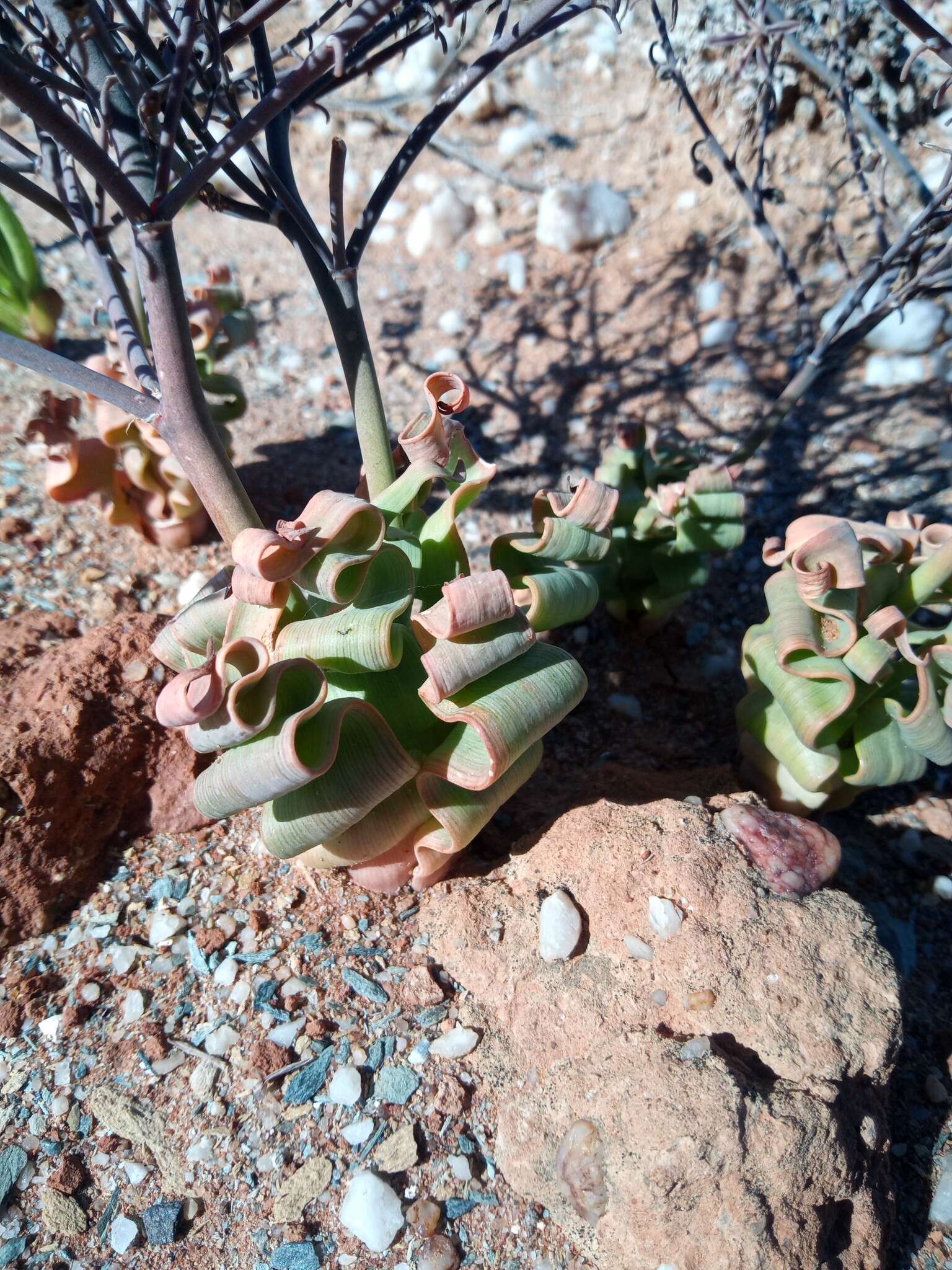 Image of Trachyandra tortilis (Baker) Oberm.