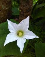 Image of ivy gourd