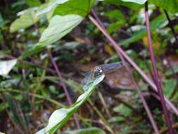 Image de Epithemis mariae (Laidlaw 1915)