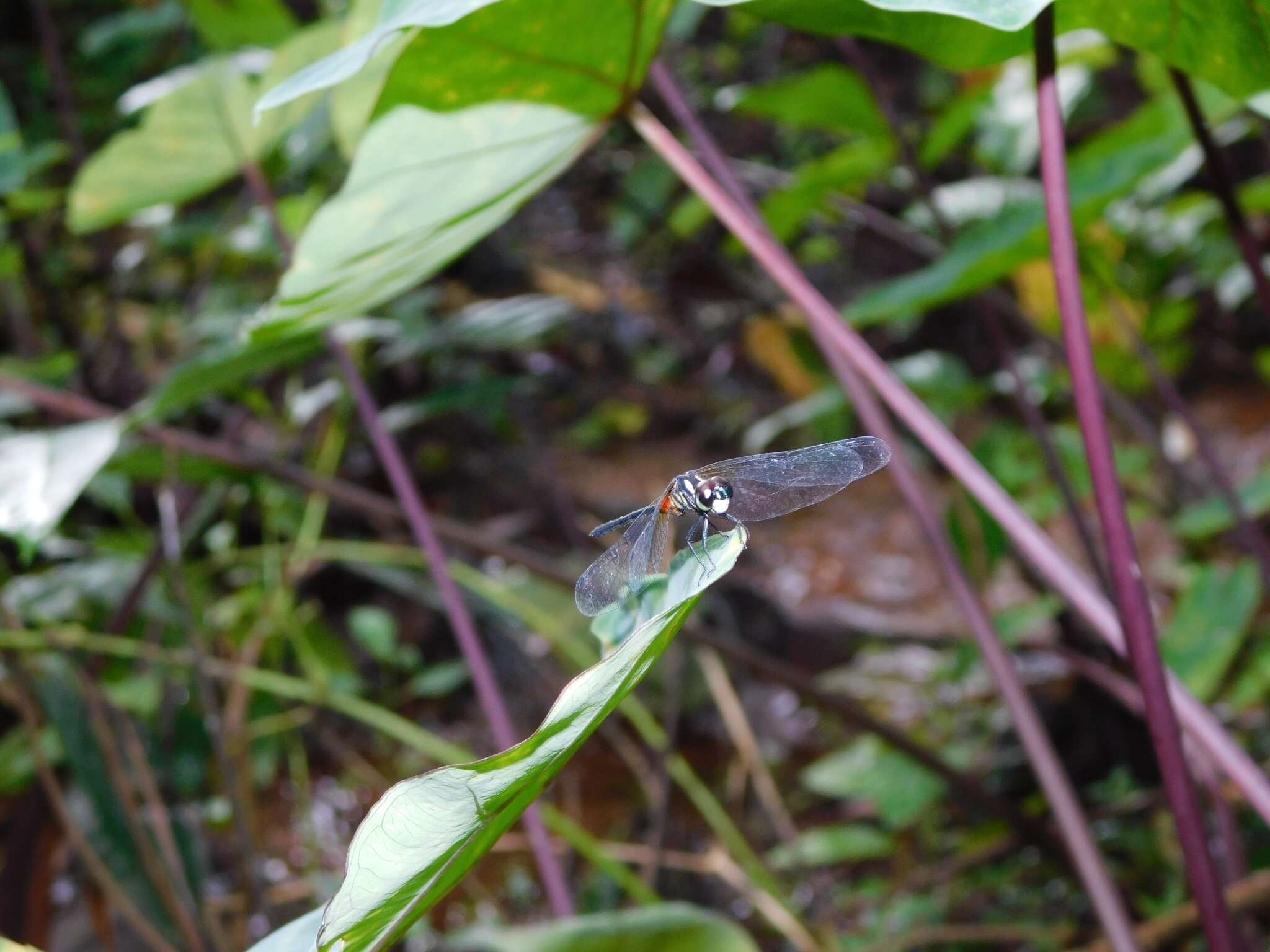 Image of Epithemis mariae (Laidlaw 1915)