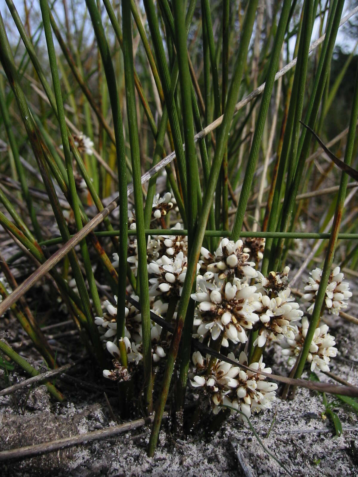 Image of Lomandra juncea (F. Muell.) Ewart