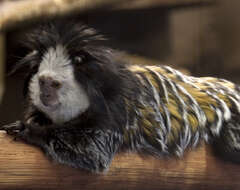 Image of Geoffroy's Marmoset