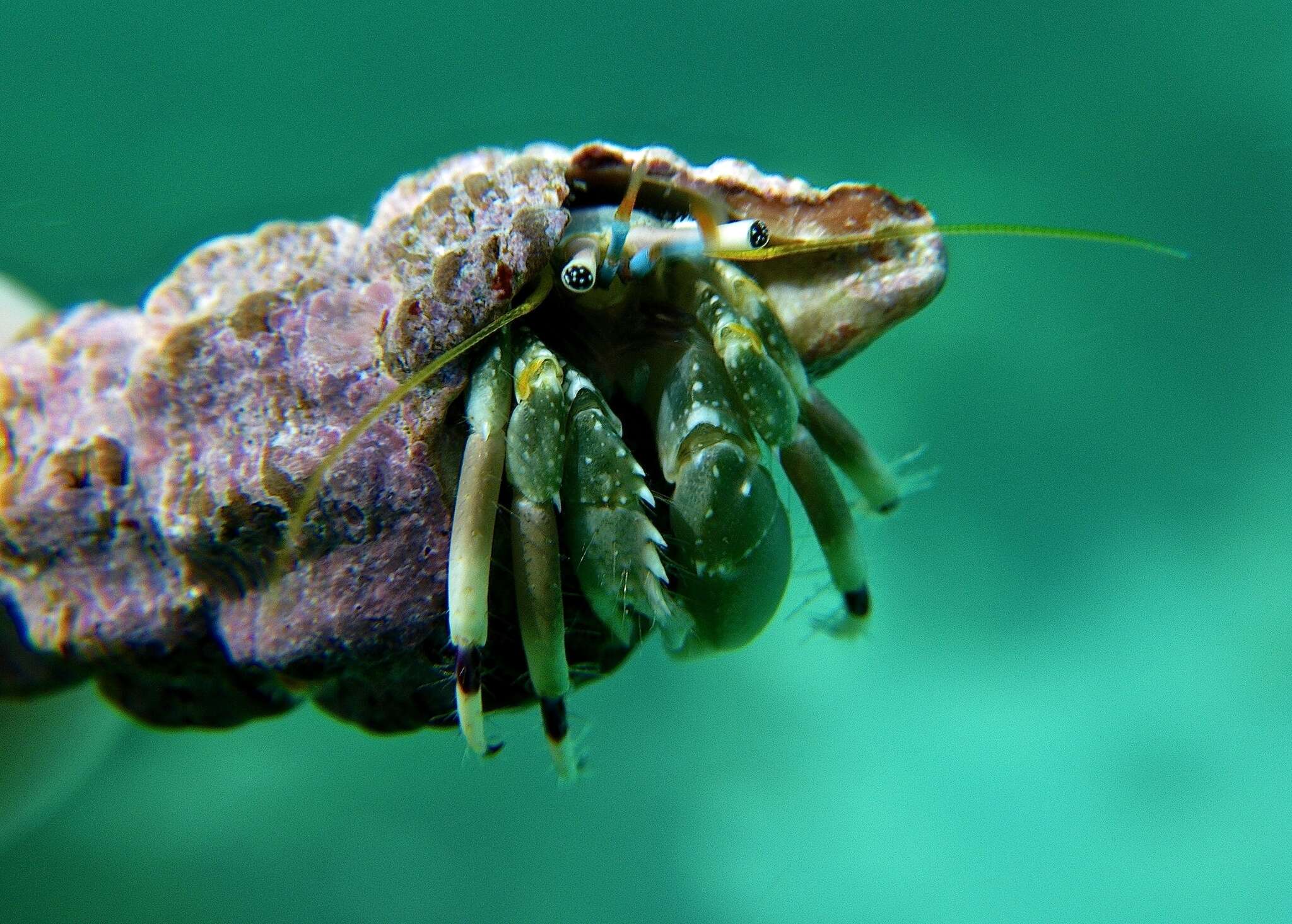 Image of green hermit crab