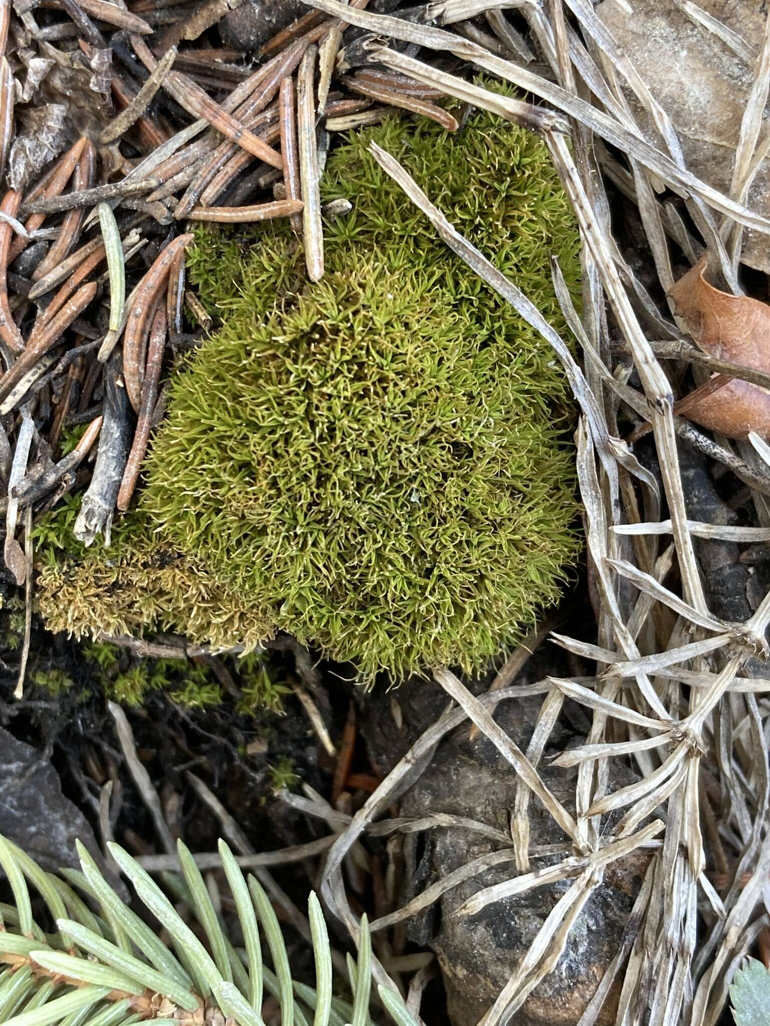 Image of Fragile tortella moss