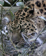 Image of Amur leopard