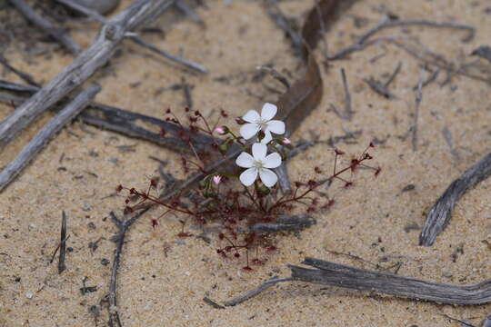 Image de Drosera stolonifera subsp. humilis (Planch.) N. Marchant