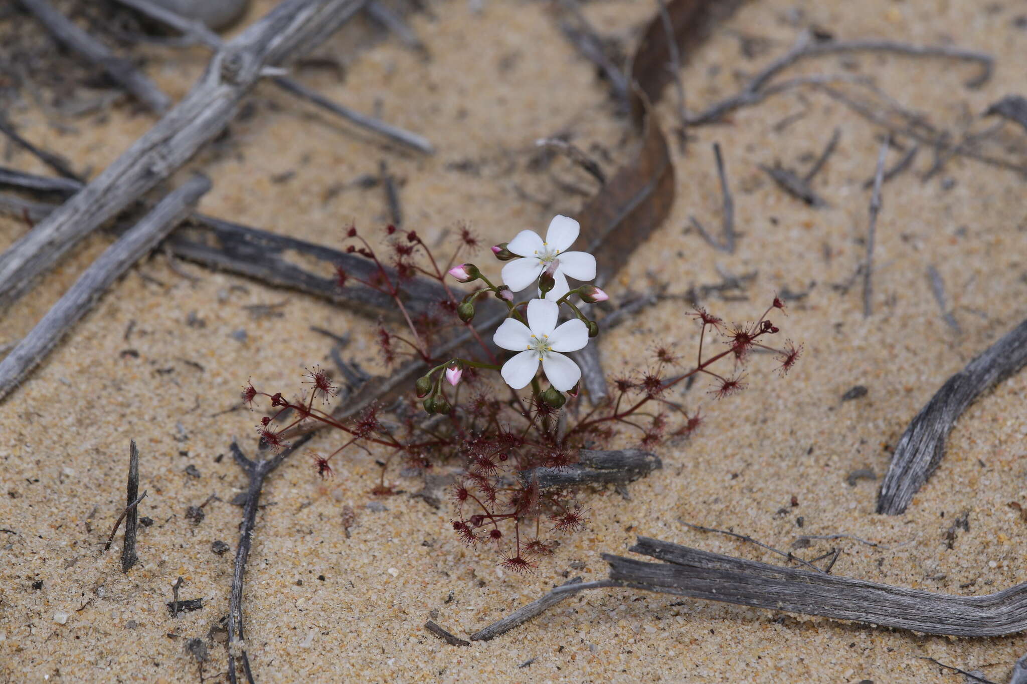 صورة Drosera stolonifera subsp. humilis (Planch.) N. Marchant