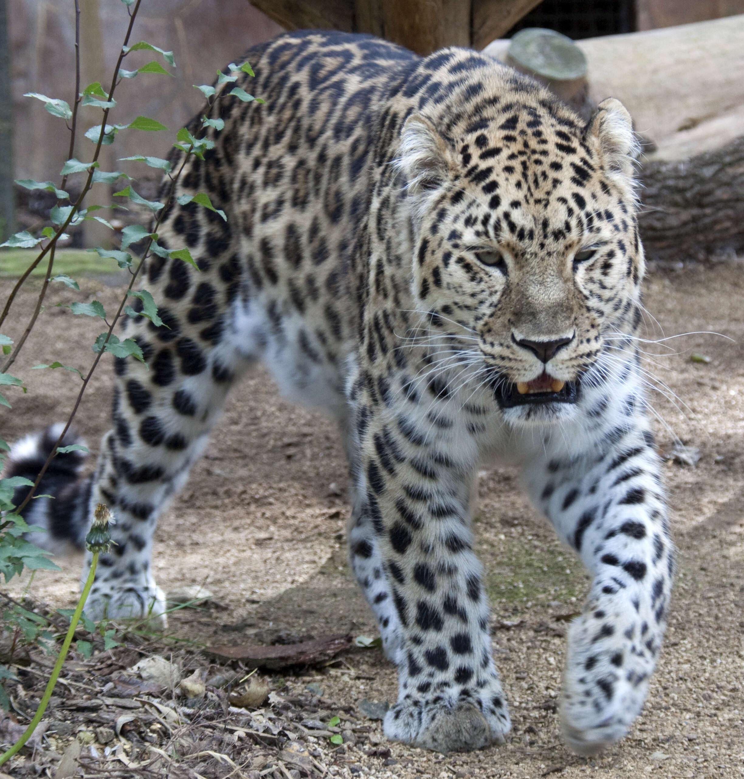 Imagem de Leopardo-de-amur