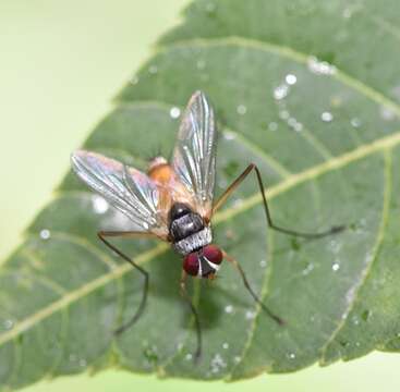 Image of Cholomyia