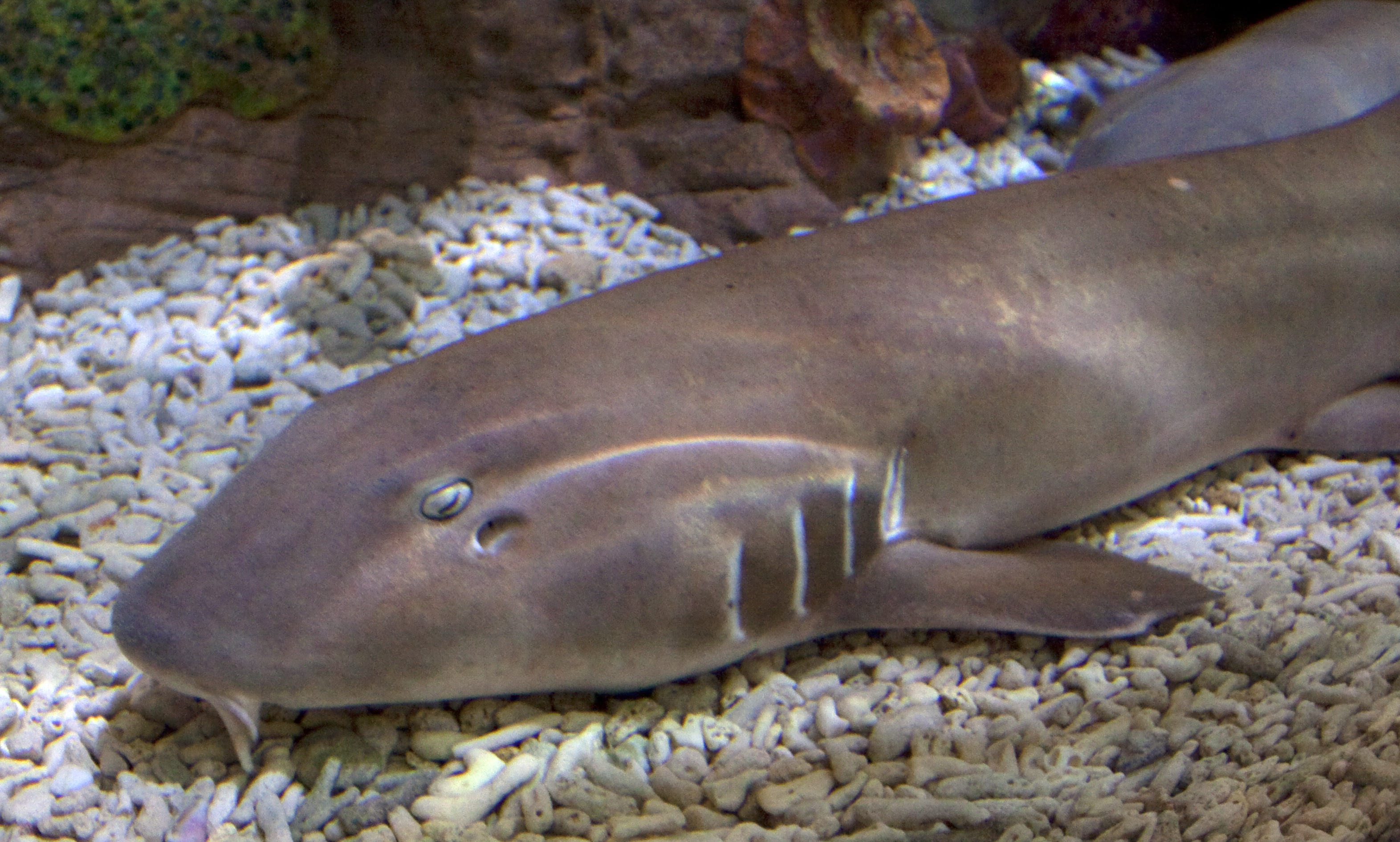 Brownbanded Bamboo Shark media Encyclopedia of Life