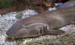 Image of Brownbanded Bamboo Shark