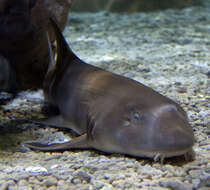 Image of Brownbanded Bamboo Shark