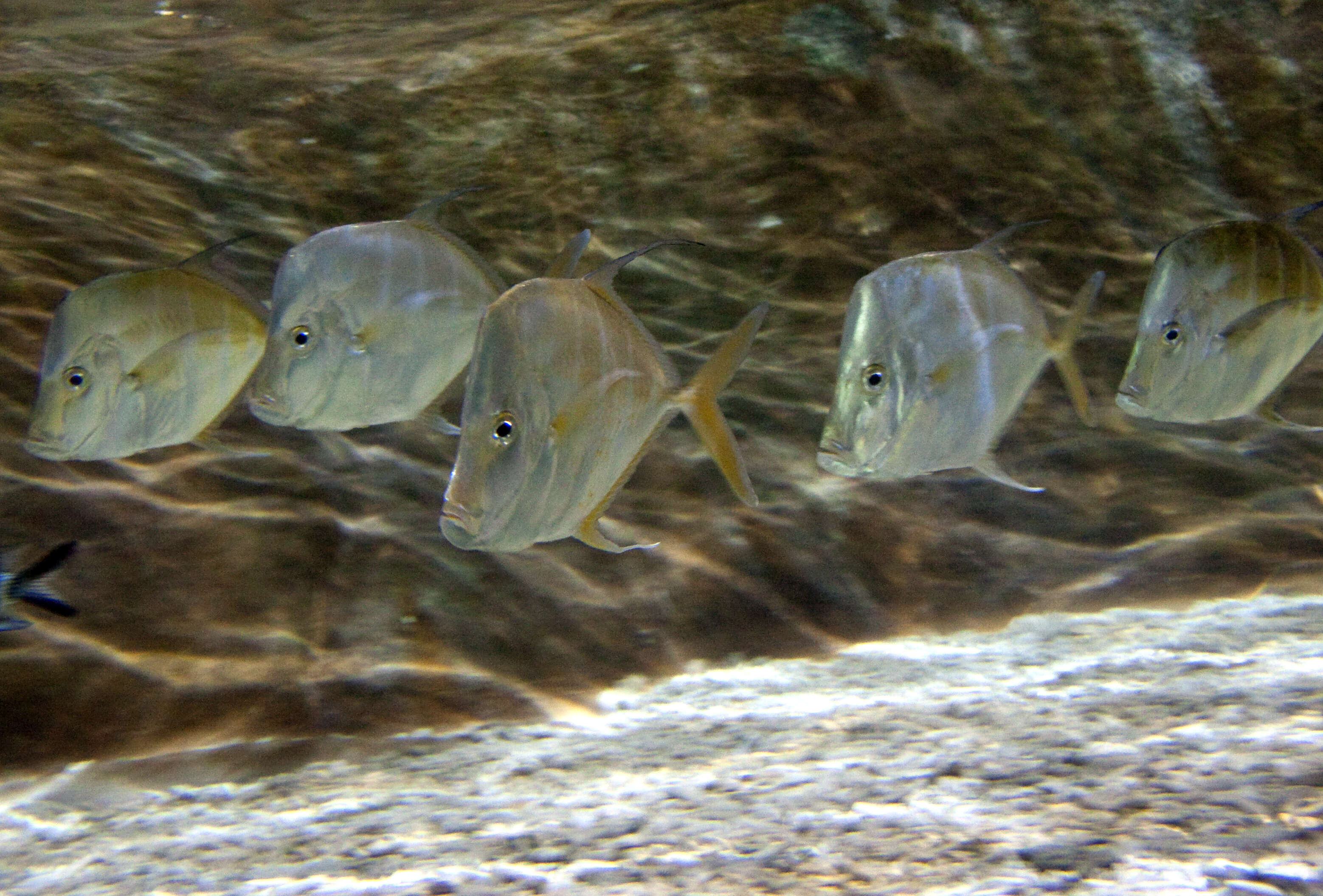 Image of Atlantic Lookdown