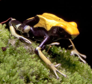 Plancia ëd Dendrobates tinctorius (Cuvier 1797)